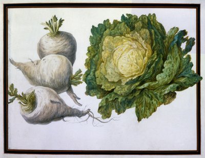 Rapa, Cavolo da Claude Aubriet